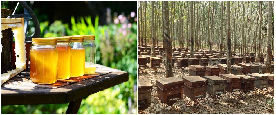 Mô hình nuôi ong lấy mật xuất khẩu tại Việt Nam