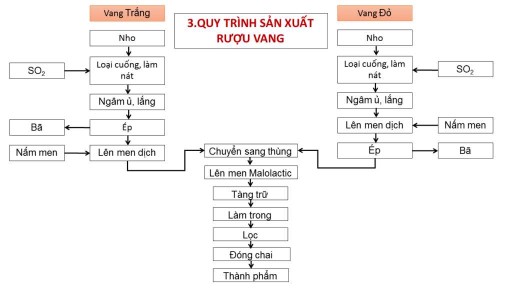 Quy trình sản xuất rượu vang